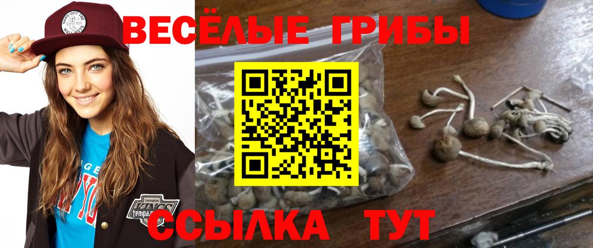 Псилоцибиновые грибы Cubensis Новоалександровск