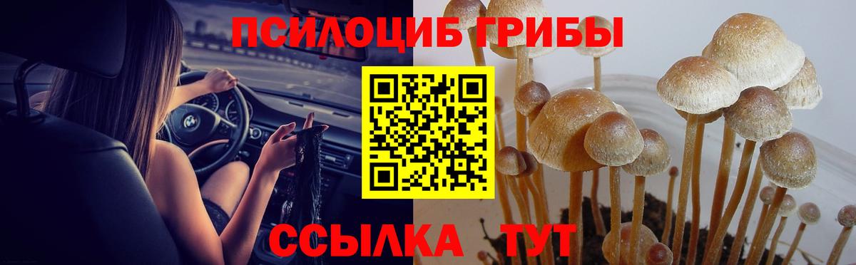 Галлюциногенные грибы прущие грибы  Псилоцибиновые грибы прущие грибы  Новоалександровск  Вход с VPN 